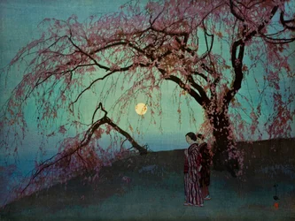Kumoi-Zakura (Cerisiers Kumoi)